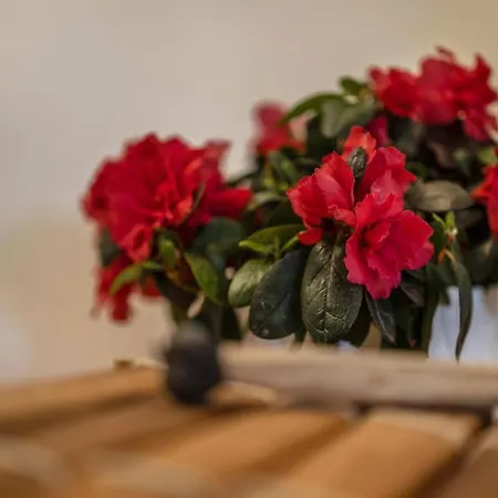Mariagrazia Appartement